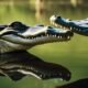 Types of Alligators in Florida - Discovering Reptilian Diversity in the Sunshine State